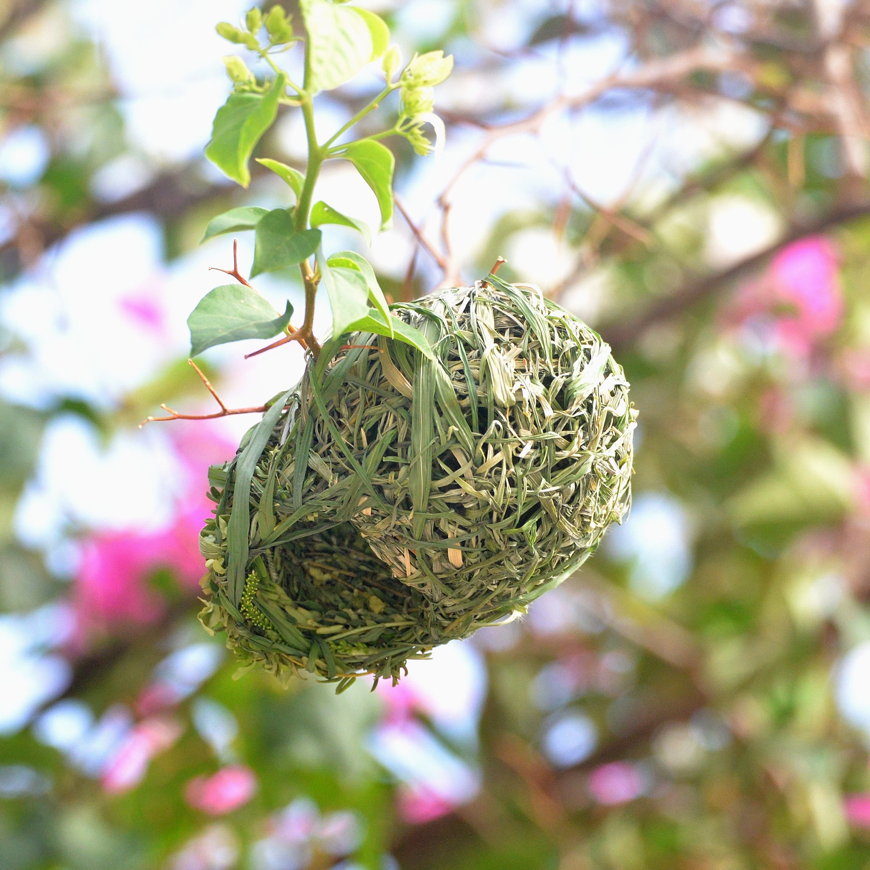 Entrée d'un nid de Tisserin Vitellin (Vitelline masked weaver, Ploceus vitellinus)